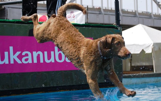 Sapphire at 5 months at her 1st SRS event